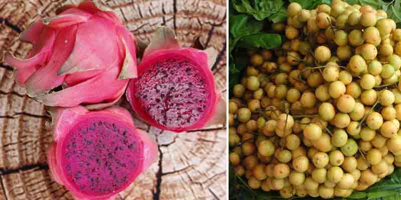 dragon fruit - leteku 1